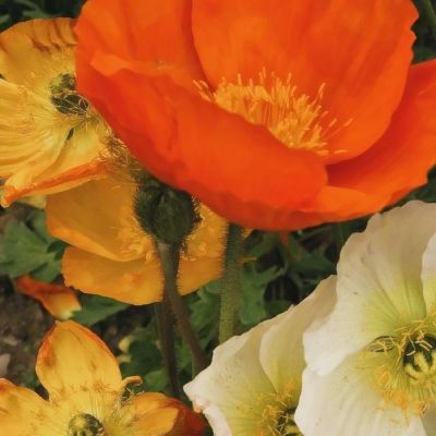 米乐app官方下载